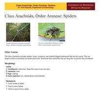 Page titled "Class Arachnida, Order Araneae: Spiders" with two pictures of spiders on the top. Left: Garden Orb Weaver. Right: Daring Jumping Spider
