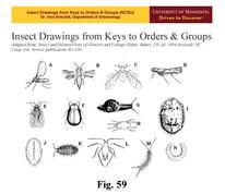 14 pictures of handrawn insects, titled "Insect Drawings from Keys to Orders & Groups"