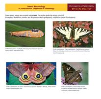 A white page with four pictures of insects with scaley wings. Top left: Caddisfly. Top Right: Tiger Swallowtail. Bottom Left: IO Moth. Bottom Right: Hoary Edge Skipper 