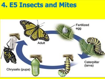Title slide of the Insects & Mites slideshow