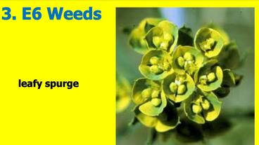 Title slide of the Weeds Slideshow