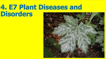 Title slide of the Plant Diseases & Disorders slideshow