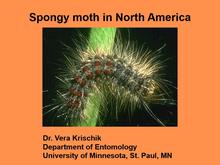 Spongy Moth in North America Title Slide