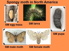 Spongy Moth in North America Slide